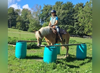 Haflinger, Wallach, 4 Jahre, 153 cm, Fuchs