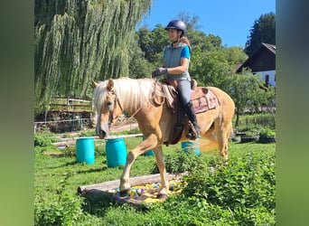 Haflinger, Wallach, 4 Jahre, 153 cm, Fuchs