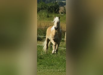 Haflinger, Wallach, 4 Jahre, 153 cm, Palomino