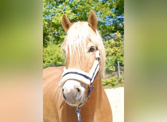 Haflinger, Wallach, 4 Jahre, 154 cm