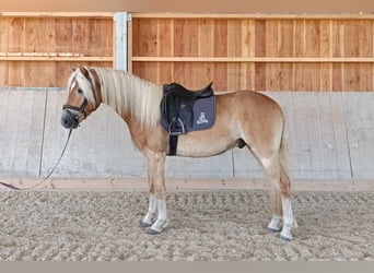 Haflinger, Wallach, 4 Jahre, 154 cm, Fuchs