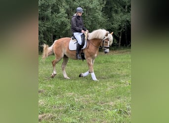Haflinger, Wallach, 4 Jahre, 154 cm, Fuchs
