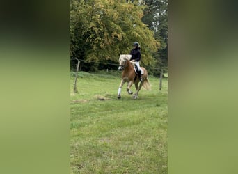 Haflinger, Wallach, 4 Jahre, 154 cm, Fuchs
