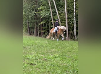 Haflinger, Wallach, 4 Jahre, 154 cm, Fuchs