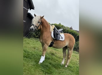Haflinger, Wallach, 4 Jahre, 154 cm, Fuchs