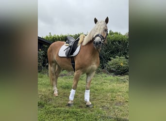 Haflinger, Wallach, 4 Jahre, 154 cm, Fuchs