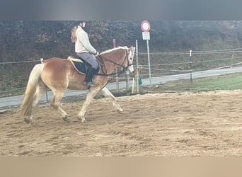 Haflinger, Wallach, 4 Jahre, 154 cm, Rotfuchs