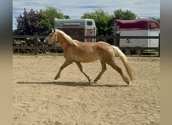 Haflinger, Wallach, 4 Jahre, 155 cm