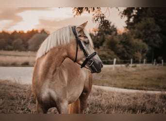 Haflinger, Wallach, 4 Jahre, 155 cm, Fuchs