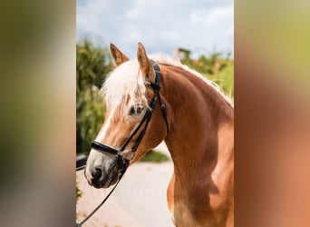 Haflinger, Wallach, 4 Jahre, 155 cm, Fuchs