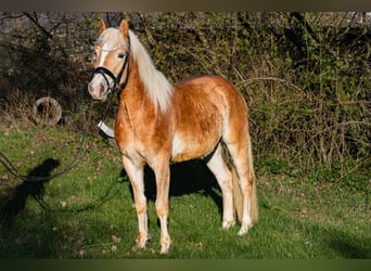 Haflinger, Wallach, 4 Jahre, 155 cm, Fuchs