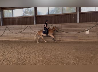 Haflinger, Wallach, 4 Jahre, 155 cm, Fuchs