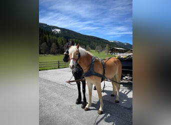 Haflinger, Wallach, 4 Jahre, 155 cm, Fuchs