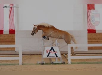 Haflinger, Wallach, 4 Jahre, 155 cm, Fuchs