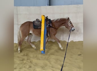 Haflinger, Wallach, 4 Jahre, 155 cm, Fuchs