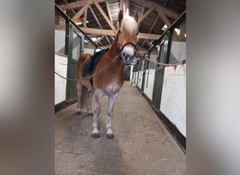Haflinger, Wallach, 4 Jahre, 155 cm, Fuchs