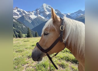 Haflinger, Wallach, 4 Jahre, 155 cm, Fuchs