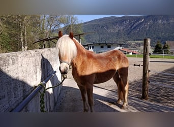 Haflinger Mix, Wallach, 4 Jahre, 155 cm, Fuchs