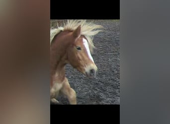 Haflinger, Wallach, 4 Jahre, 156 cm, Dunkelfuchs