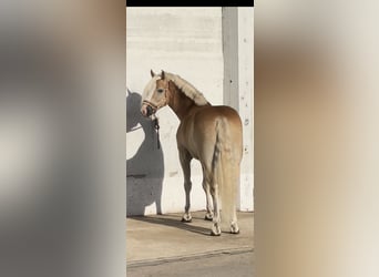 Haflinger, Wallach, 4 Jahre, 156 cm, Fuchs