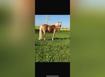 Haflinger, Wallach, 4 Jahre, 159 cm