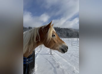 Haflinger, Wallach, 4 Jahre, 159 cm, Fuchs