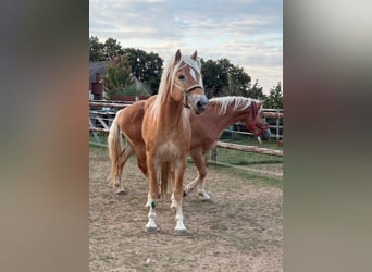 Haflinger, Wallach, 4 Jahre, 160 cm, Fuchs