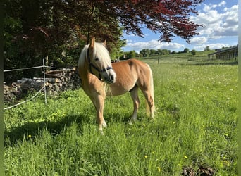 Haflinger, Wallach, 4 Jahre