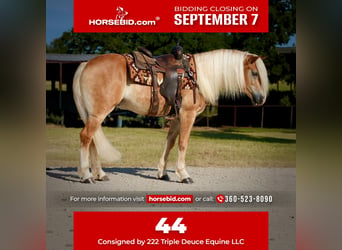 Haflinger, Wallach, 4 Jahre, Palomino