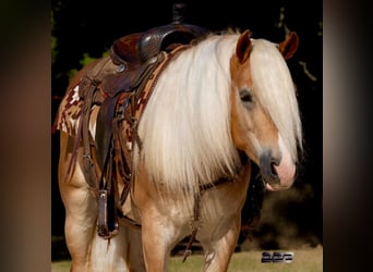 Haflinger, Wallach, 4 Jahre, Palomino