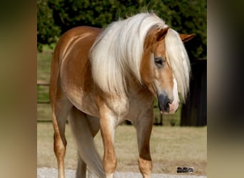 Haflinger, Wallach, 4 Jahre, Palomino