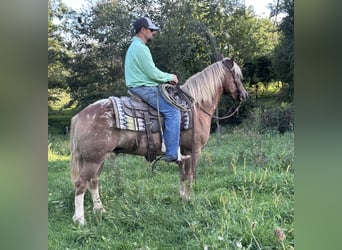 Haflinger Mix, Wallach, 5 Jahre, 142 cm, Rotfuchs