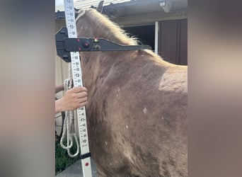 Haflinger Mix, Wallach, 5 Jahre, 142 cm, Rotfuchs