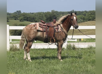Haflinger Mix, Wallach, 5 Jahre, 142 cm, Rotfuchs
