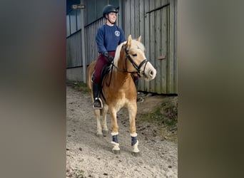 Haflinger, Wallach, 5 Jahre, 143 cm, Fuchs