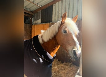Haflinger, Wallach, 5 Jahre, 144 cm, Fuchs