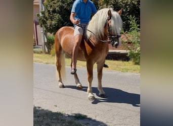 Haflinger, Wallach, 5 Jahre, 144 cm, Fuchs
