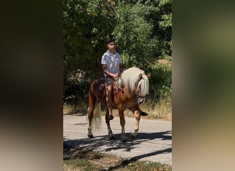 Haflinger, Wallach, 5 Jahre, 144 cm, Fuchs