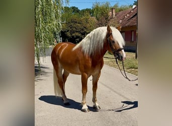 Haflinger, Wallach, 5 Jahre, 144 cm, Fuchs