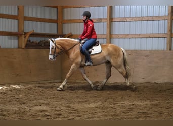 Haflinger, Wallach, 5 Jahre, 145 cm, Dunkelfuchs
