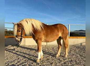 Haflinger, Wallach, 5 Jahre, 145 cm