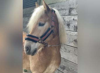 Haflinger Mix, Wallach, 5 Jahre, 145 cm, Fuchs