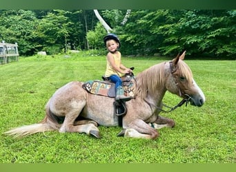 Haflinger, Wallach, 5 Jahre, 145 cm, Roan-Red