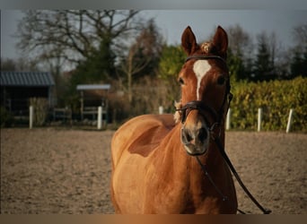 Haflinger, Wallach, 5 Jahre, 146 cm, Fuchs