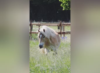 Haflinger, Wallach, 5 Jahre, 146 cm, Fuchs