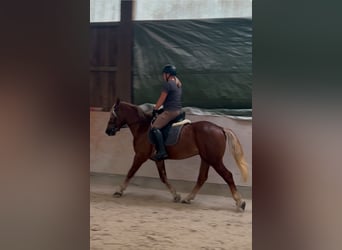 Haflinger Mix, Wallach, 5 Jahre, 147 cm, Dunkelfuchs
