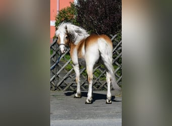Haflinger Mix, Wallach, 5 Jahre, 147 cm