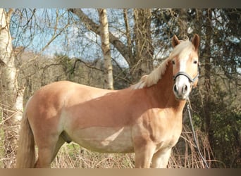 Haflinger, Wallach, 5 Jahre, 147 cm, Fuchs