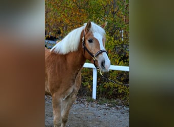 Haflinger, Wallach, 5 Jahre, 147 cm, Fuchs
