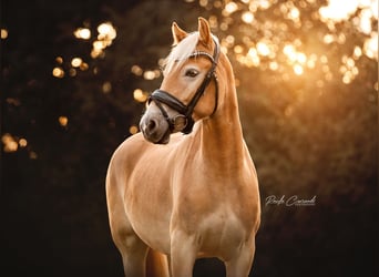 Haflinger, Wallach, 5 Jahre, 147 cm, Palomino